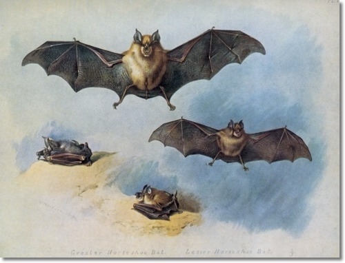 archibald-thorburn-greater-and-lesser-horse-shoe-bat-1920-approximate-original-size-8x10 (500x382, 105Kb)