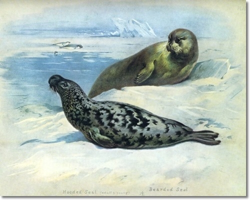 archibald-thorburn-hooded-and-bearded-seal-1920-approximate-original-size-8x10 (500x400, 121Kb)
