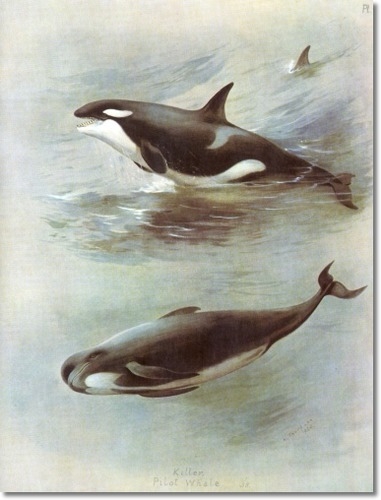 archibald-thorburn-killer-and-pilot-whales-1920-approximate-original-size-8x10 (381x500, 102Kb)