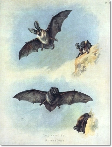 archibald-thorburn-long-eared-and-barbastelle-bat-1920-approximate-original-size-8x10 (382x500, 109Kb)