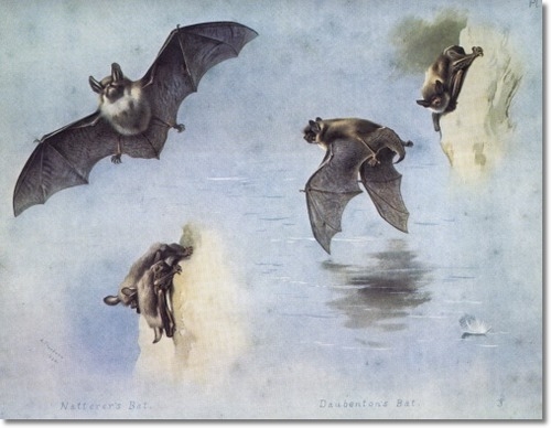 archibald-thorburn-natterers-and-daubentons-bat-1920-approximate-original-size-8x10 (500x388, 107Kb)