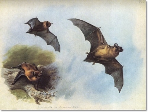 archibald-thorburn-pipistrelle-and-noctule-bat-1920-approximate-original-size-8x10 (500x381, 107Kb)