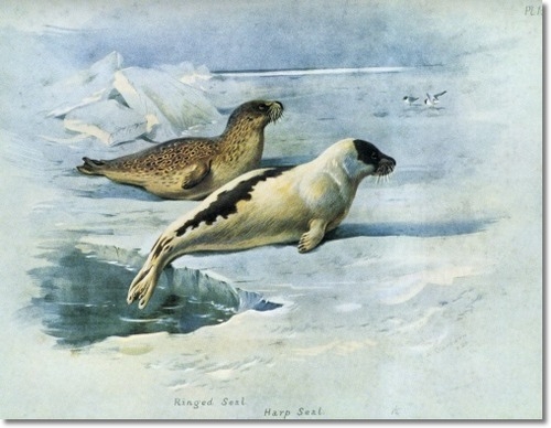 archibald-thorburn-ringed-and-harp-seal-1920-approximate-original-size-8x10 (500x388, 117Kb)