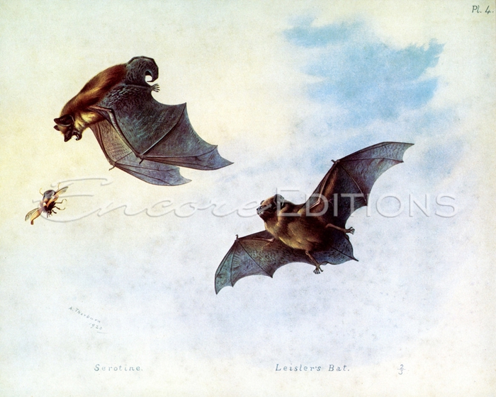 archibald-thorburn-serotine-and-leisters-bat-1920 (700x561, 271Kb)