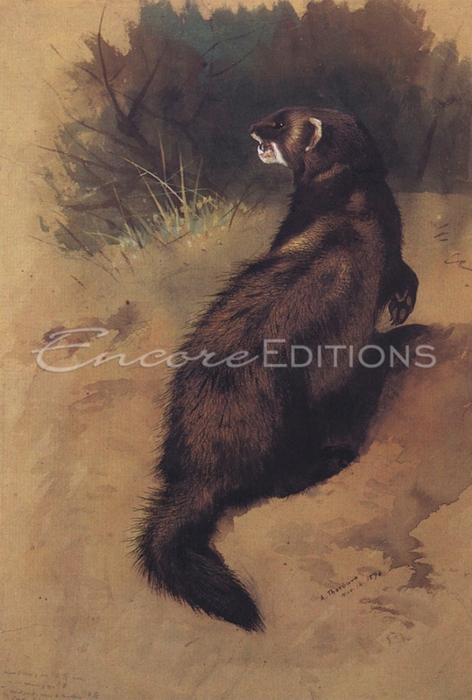 archibald-thorburn-a-polecat-1896 (472x700, 236Kb)