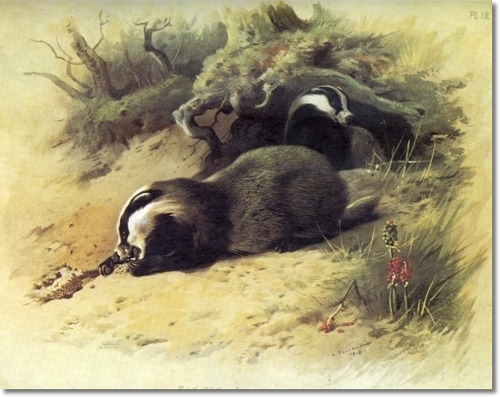 archibald-thorburn-badger-1920-approximate-original-size-8x10 (500x397, 133Kb)