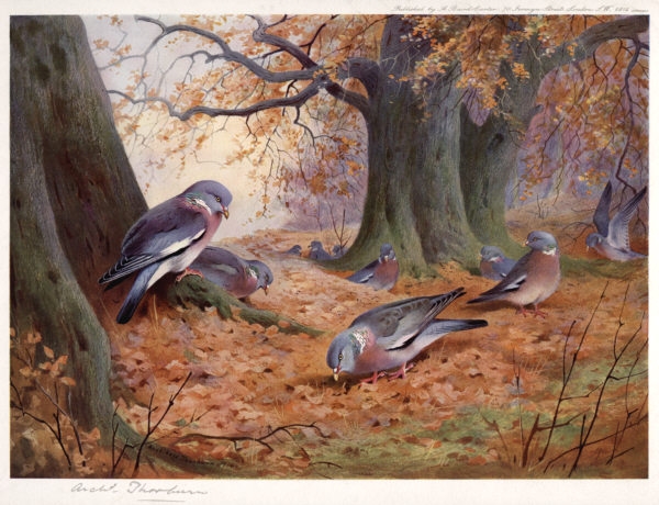 Archibald Thorburn - Wood Pigeon on Beech Mast (600x460, 210Kb)