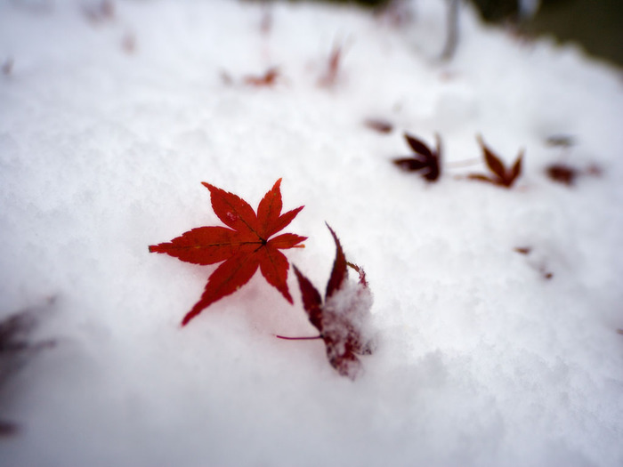 134830_full (700x525, 55Kb)
