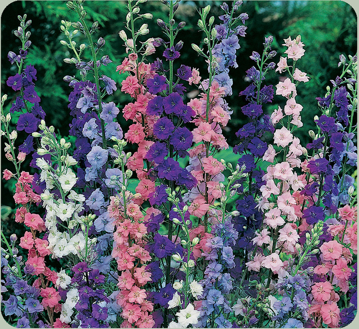 rocketlarkspur (700x641, 888Kb)