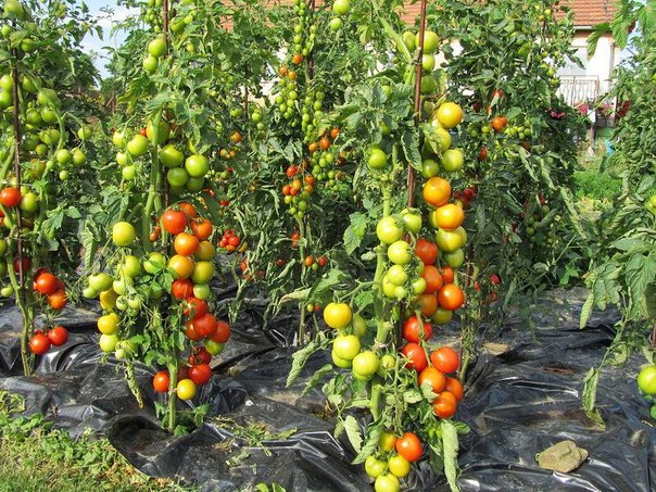 Подзимняя посадка томатов: секреты ленивого огородника