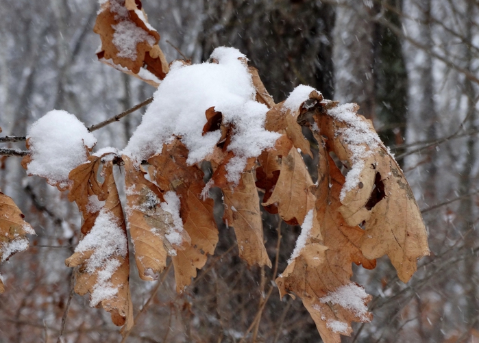 5559494_DSC08201 (700x501, 272Kb)