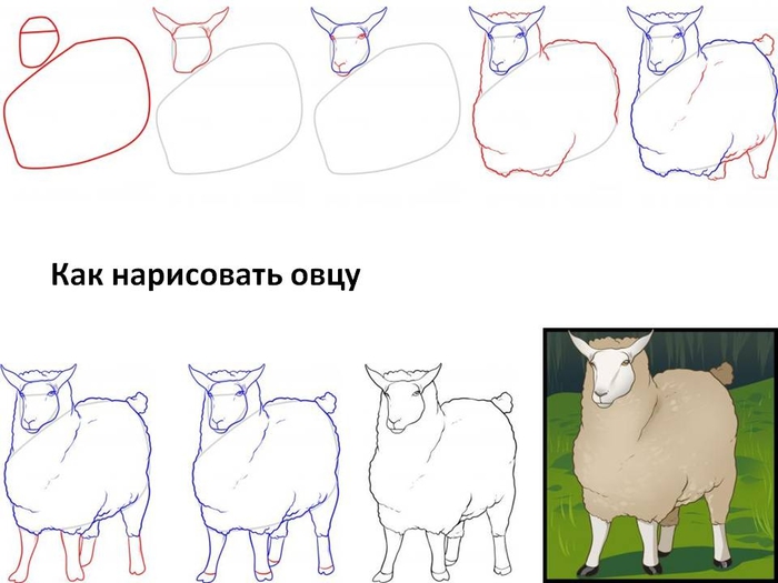 kak-narisovat-ovcu (700x525, 151Kb)