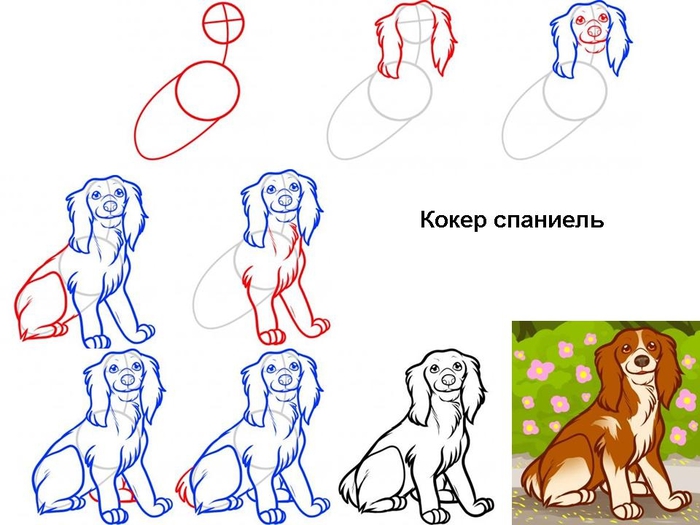 kak-narisovat-sobaku-spaniel (700x525, 190Kb)