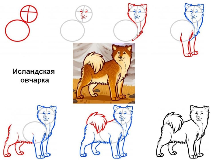 Как нарисовать немецкую овчарку карандашом — 3 урока для начинающих