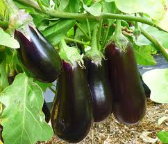 eggplants3 (242x208, 11Kb)