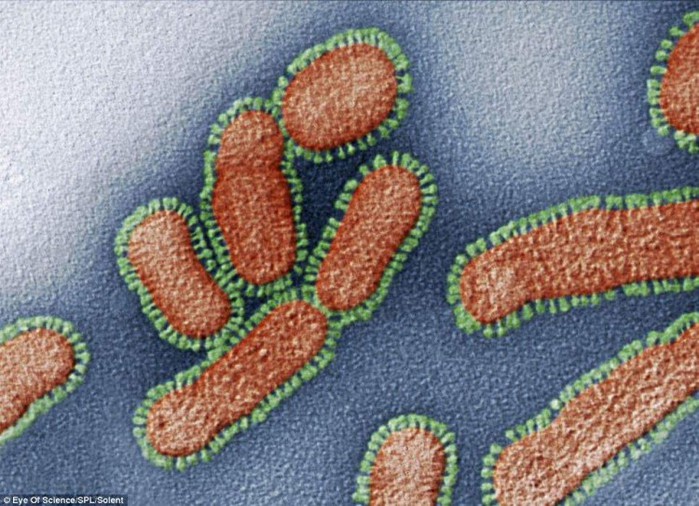 Как выглядят вирусы под микроскопом фото