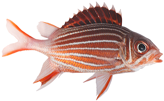 Метка рыбы. Рыбка на прозрачном фоне. Рыба PNG на прозрачном фоне. Стая рыбок клипарт.