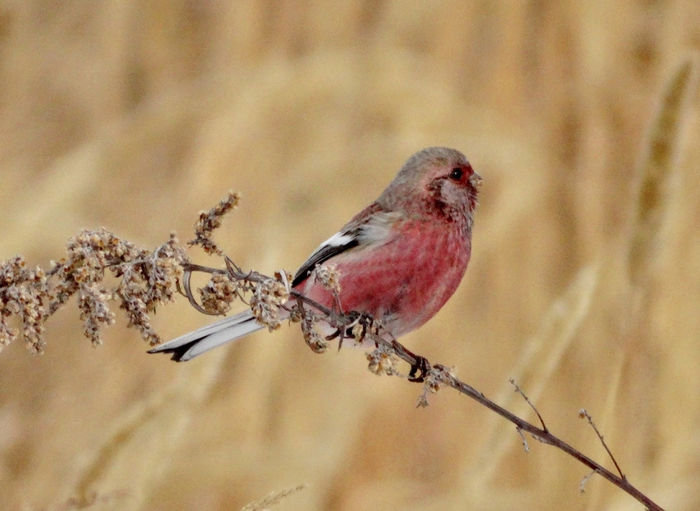 5559494_DSC08580 (700x511, 243Kb)