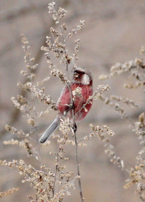 5559494_DSC08500 (502x700, 271Kb)