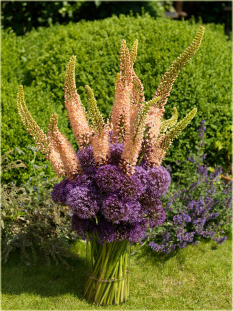 pustynnik_himalajski_romance_eremurus_himalaicus_romance04 (480x640, 376Kb)