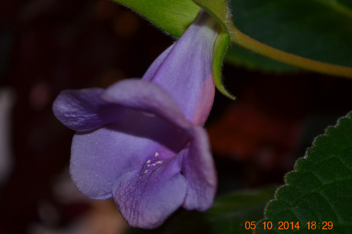 CSC_0399 (700x466, 296Kb)