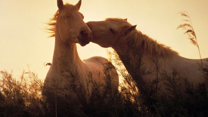 5227673_horsesinlovewallpapers_28033_852x480 (700x394, 86Kb)