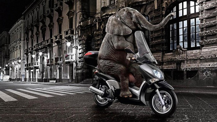 Funny-Elephant-Riding-Motorcycle-Wallpaper (700x393, 116Kb)