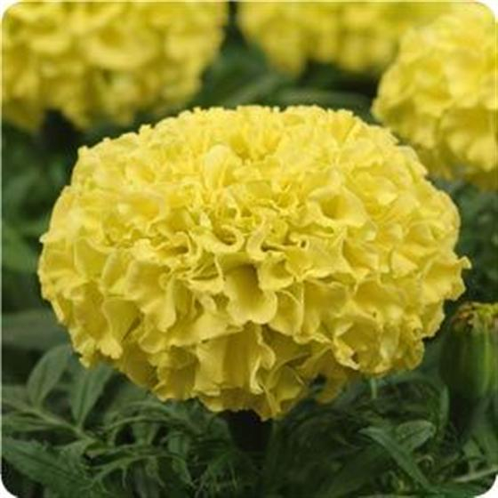 tagetes_taishan_yellow (560x560, 204Kb)