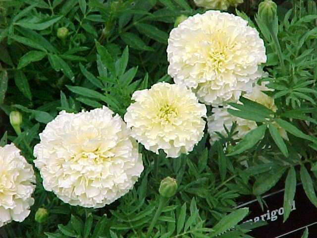 Tagetes erecta Sweet Cream (640x480, 266Kb)