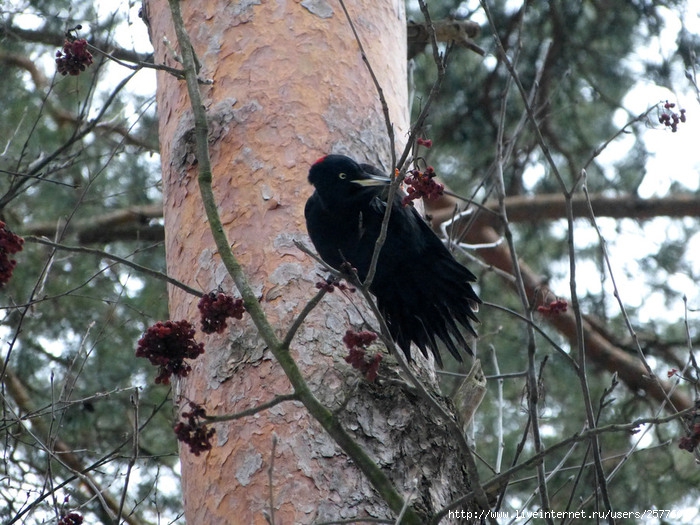 P1450891 (700x525, 298Kb)