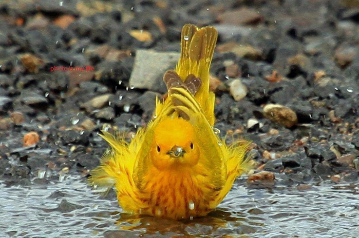 bird-baby-washing (700x464, 372Kb)