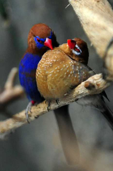 birds-Grenadiers-finches-preening. (465x700, 295Kb)