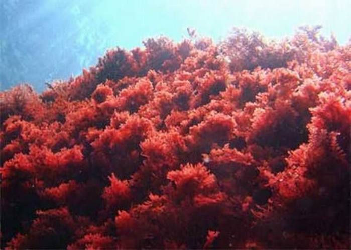 Багрянка водоросль. Красные водоросли или багрянки. Каллитамнион водоросль. Красные водоросли багрянки. Глубоководная красная водоросль.