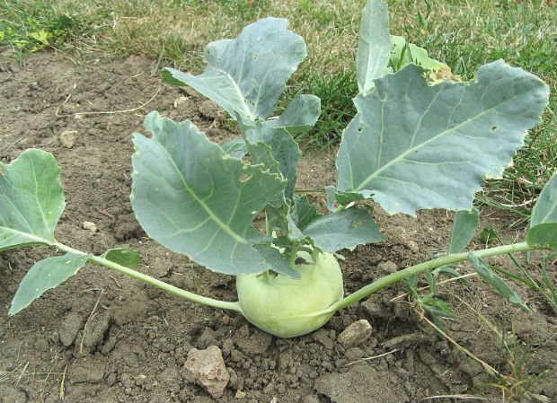 5757165_Brassica_oleracea_var_kolrabi (620x449, 93Kb)