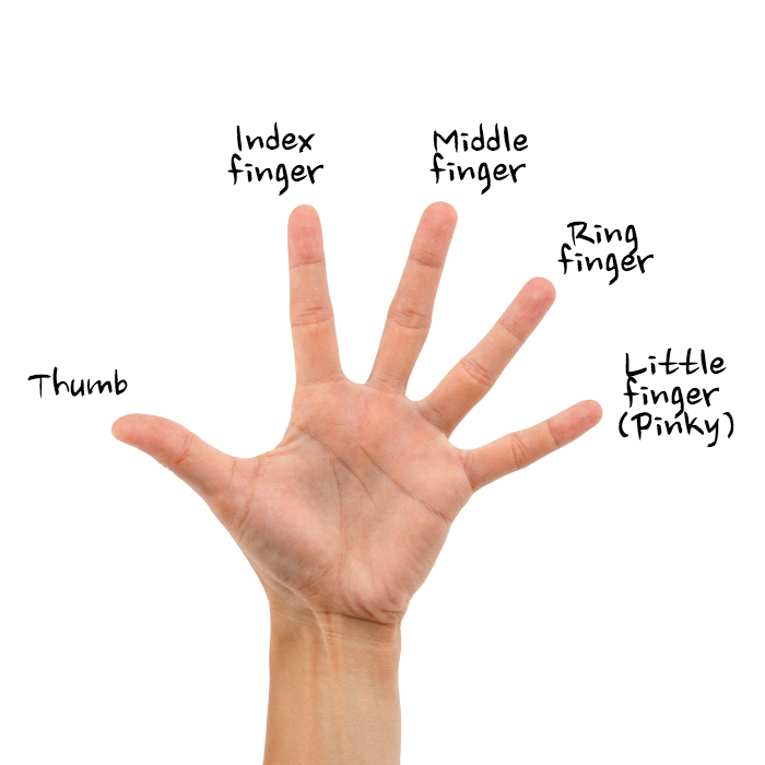 Название пальцев на руке человека фото