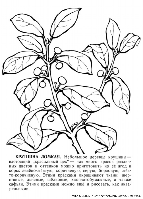 Крушина ольховидная рисунок