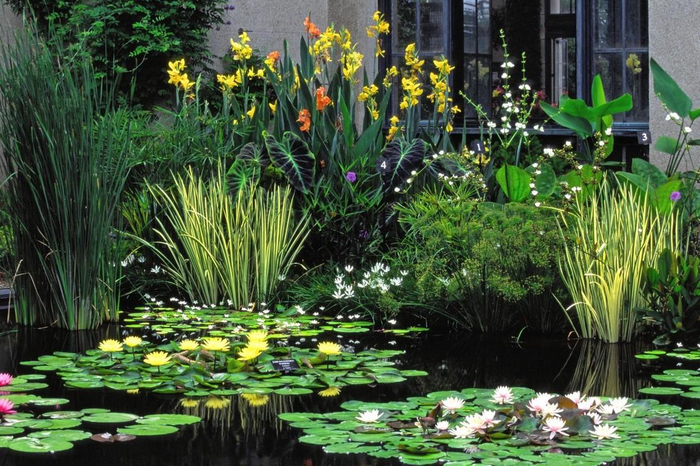 le-migliori-piante-acquatiche-per-il-giardino_a4654fd711a52178c296ea03fe4ea0af (700x466, 460Kb)