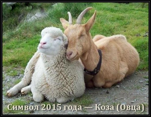 simvol-2015-goda-koza-ovca (620x480, 198Kb)