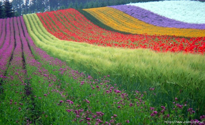 5745884_Hokkaido_Yaponiya (700x429, 276Kb)