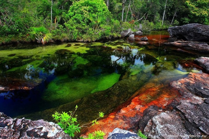 5745884_Reka_KanoKristales_Kolymbiya_1_ (700x465, 324Kb)