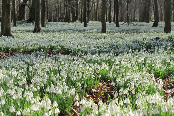 Welford Park snowdrops8 (600x400, 342Kb)