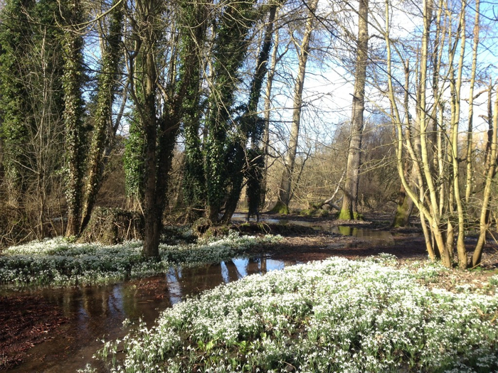 Welford Park snowdrops11 (700x525, 549Kb)