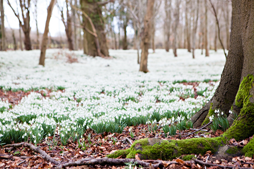 Welford Park snowdrops18 (500x333, 296Kb)