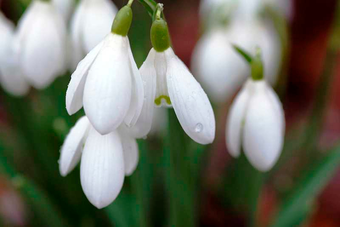 Welford Park snowdrops19 (700x466, 225Kb)