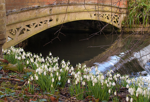 Welford Park snowdrops20 (640x433, 394Kb)