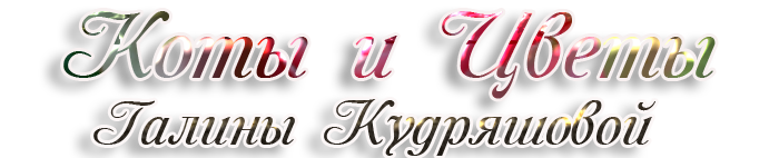 3166706_343565ki (700x142, 114Kb)