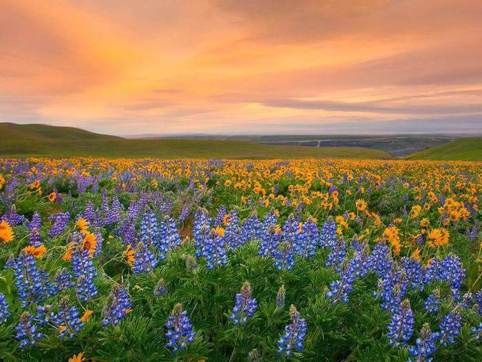 336974,xcitefun-valley-of-flowers-national-park-3 (700x525, 75Kb)