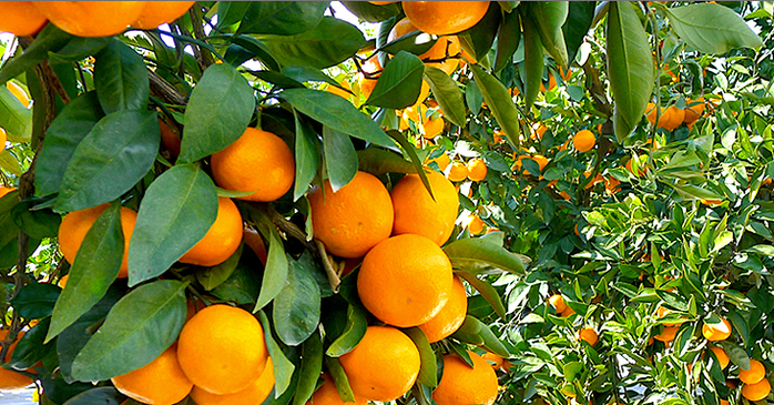 mandarini (700x365, 525Kb)