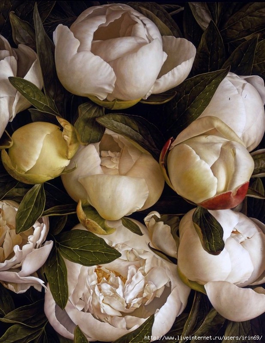 2-duchess-peonies-ii-web (540x700, 294Kb)