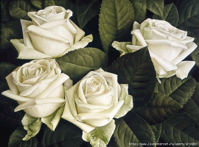 white-roses (700x517, 270Kb)